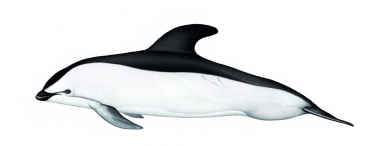 Image of Hourglass dolphin (Lagenorhynchus cruciger) - Adult male variation