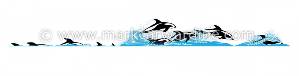 Hourglass dolphin (Lagenorhynchus cruciger)