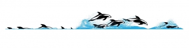 Image of Hourglass dolphin (Lagenorhynchus cruciger) - Dive sequence