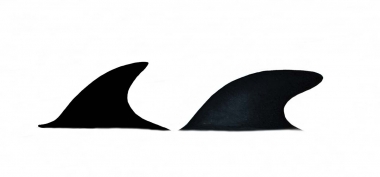 Image of Hourglass dolphin (Lagenorhynchus cruciger) - Dorsal fins (female left, male right)