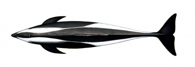 Image of Hourglass dolphin (Lagenorhynchus cruciger) - Adult topside