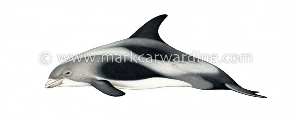 White-beaked dolphin (Lagenorhynchus albirostris)