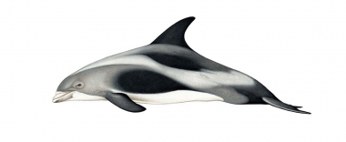 Image of White-beaked dolphin (Lagenorhynchus albirostris) - Adult