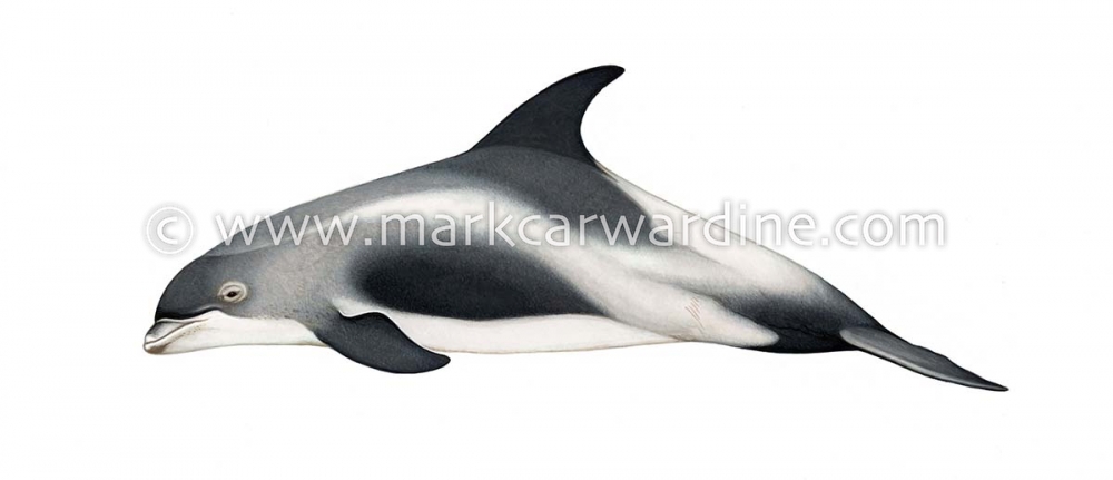 White-beaked dolphin (Lagenorhynchus albirostris)