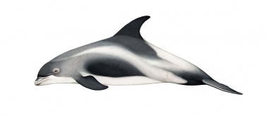 Image of White-beaked dolphin (Lagenorhynchus albirostris) - Adult variation