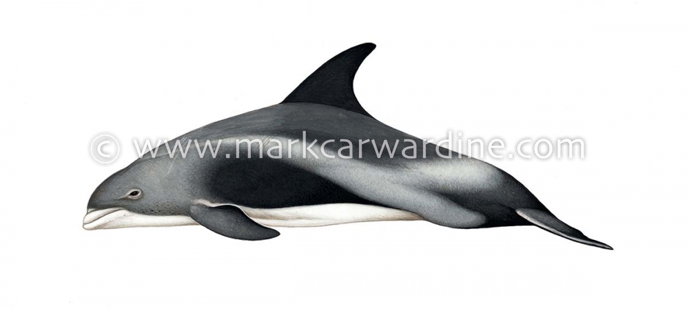 White-beaked dolphin (Lagenorhynchus albirostris)