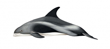 Image of White-beaked dolphin (Lagenorhynchus albirostris) - Adult variation