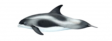 Image of White-beaked dolphin (Lagenorhynchus albirostris) - Adult variation