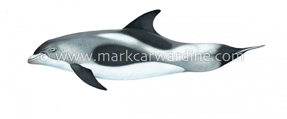 White-beaked dolphin (Lagenorhynchus albirostris)