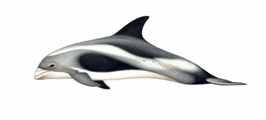 Image of White-beaked dolphin (Lagenorhynchus albirostris) - Calf