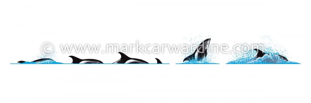 White-beaked dolphin (Lagenorhynchus albirostris)