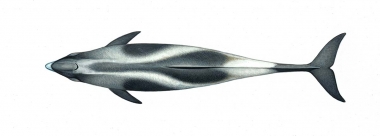 Image of White-beaked dolphin (Lagenorhynchus albirostris) - Adult topside