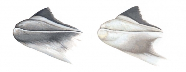 Image of White-beaked dolphin (Lagenorhynchus albirostris) - Beak variations