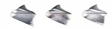 Image of White-beaked dolphin (Lagenorhynchus albirostris) - Beak variations