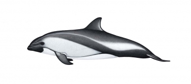 Image of Peale’s dolphin (Lagenorhynchus australis) - Adult
