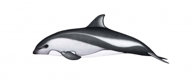 Image of Peale’s dolphin (Lagenorhynchus australis) - Adult variation