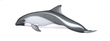 Image of Peale’s dolphin (Lagenorhynchus australis) - Calf