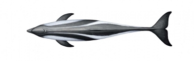 Image of Peale’s dolphin (Lagenorhynchus australis) - Adult topside