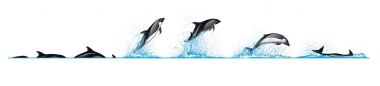 Image of Peale’s dolphin (Lagenorhynchus australis) - Dive sequence