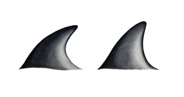 Image of Peale’s dolphin (Lagenorhynchus australis) - Dorsal fin variations