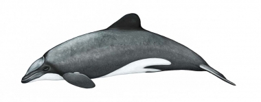 Image of Chilean dolphin (Cephalorhynchus eutropia) - Adult