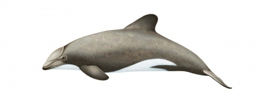 Image of Chilean dolphin (Cephalorhynchus eutropia) - Adult variation