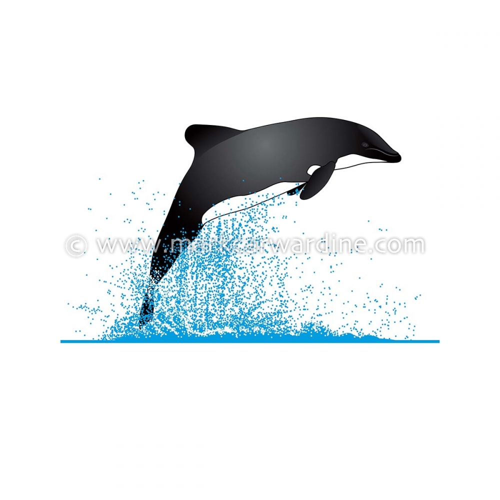 Chilean dolphin (Cephalorhynchus eutropia)