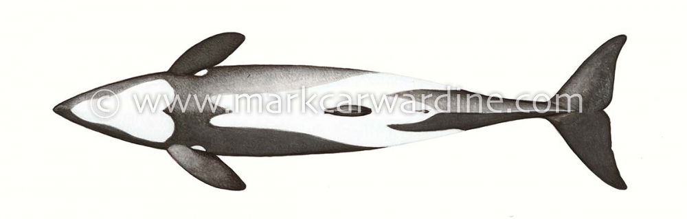 Chilean dolphin (Cephalorhynchus eutropia)