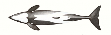 Image of Chilean dolphin (Cephalorhynchus eutropia) - Adult male underside