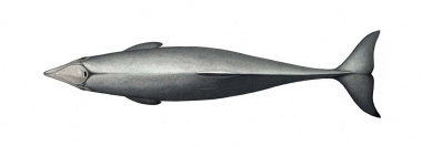 Image of Chilean dolphin (Cephalorhynchus eutropia) - Adult topside