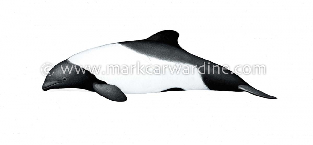 Commerson’s dolphin (Cephalorhynchus commersonii)