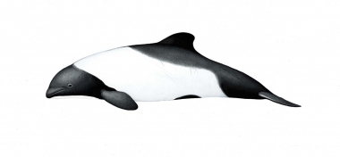 Image of Commerson’s dolphin (Cephalorhynchus commersonii) - Adult