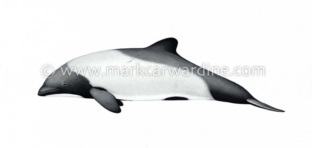 Commerson’s dolphin (Cephalorhynchus commersonii)