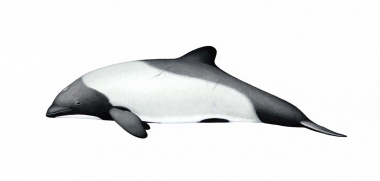 Image of Commerson’s dolphin (Cephalorhynchus commersonii) - Adult, Kerguelen Islands subspecies