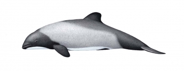 Image of Commerson’s dolphin (Cephalorhynchus commersonii) - Calf