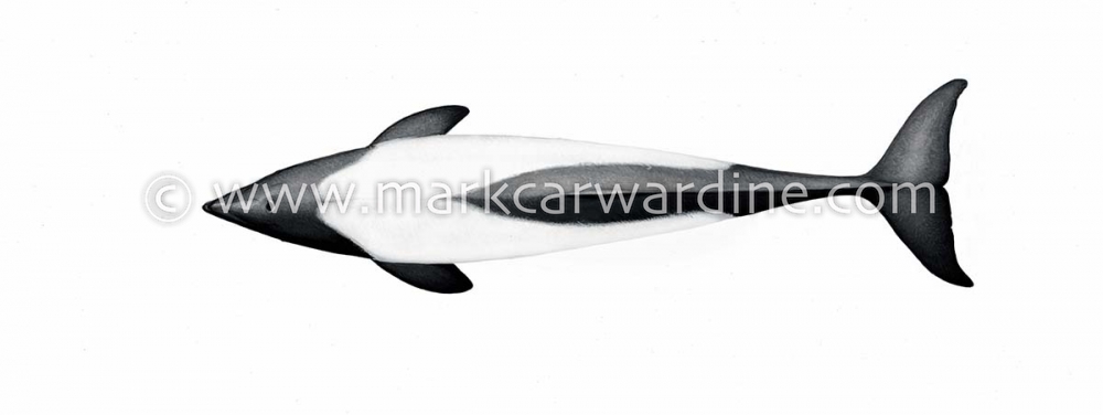 Commerson’s dolphin (Cephalorhynchus commersonii)