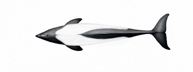 Image of Commerson’s dolphin (Cephalorhynchus commersonii) - Adult topside
