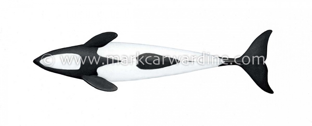 Commerson’s dolphin (Cephalorhynchus commersonii)