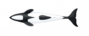 Image of Commerson’s dolphin (Cephalorhynchus commersonii) - Adult male underside