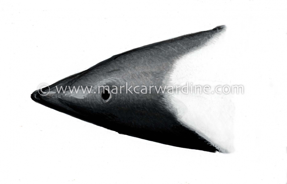 Commerson’s dolphin (Cephalorhynchus commersonii)