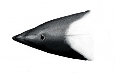 Image of Commerson’s dolphin (Cephalorhynchus commersonii) - ‘Widow’s peak’ variation on top of head