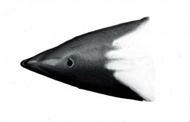 Image of Commerson’s dolphin (Cephalorhynchus commersonii) - ‘Widow’s peak’ variation on top of head