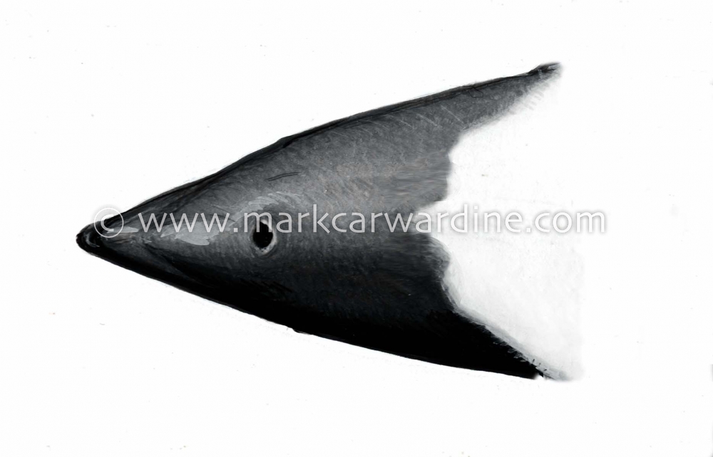 Commerson’s dolphin (Cephalorhynchus commersonii)