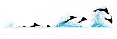 Image of Commerson’s dolphin (Cephalorhynchus commersonii) - Dive sequence