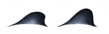 Image of Commerson’s dolphin (Cephalorhynchus commersonii) - Dorsal fin variations