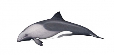 Image of Heaviside’s dolphin (Cephalorhynchus heavisidii) - Adult