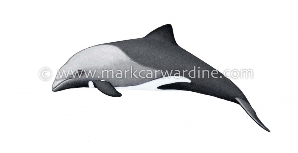 Heaviside’s dolphin (Cephalorhynchus heavisidii)
