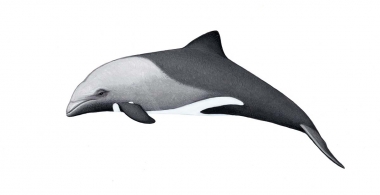 Image of Heaviside’s dolphin (Cephalorhynchus heavisidii) - Calf