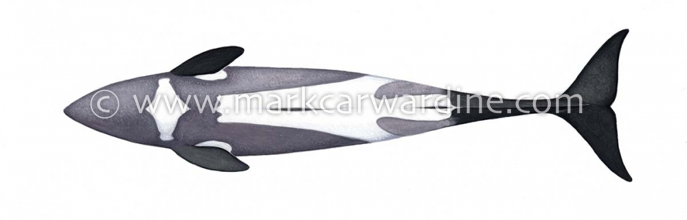 Heaviside’s dolphin (Cephalorhynchus heavisidii)