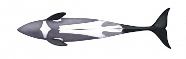 Image of Heaviside’s dolphin (Cephalorhynchus heavisidii) - Adult underside